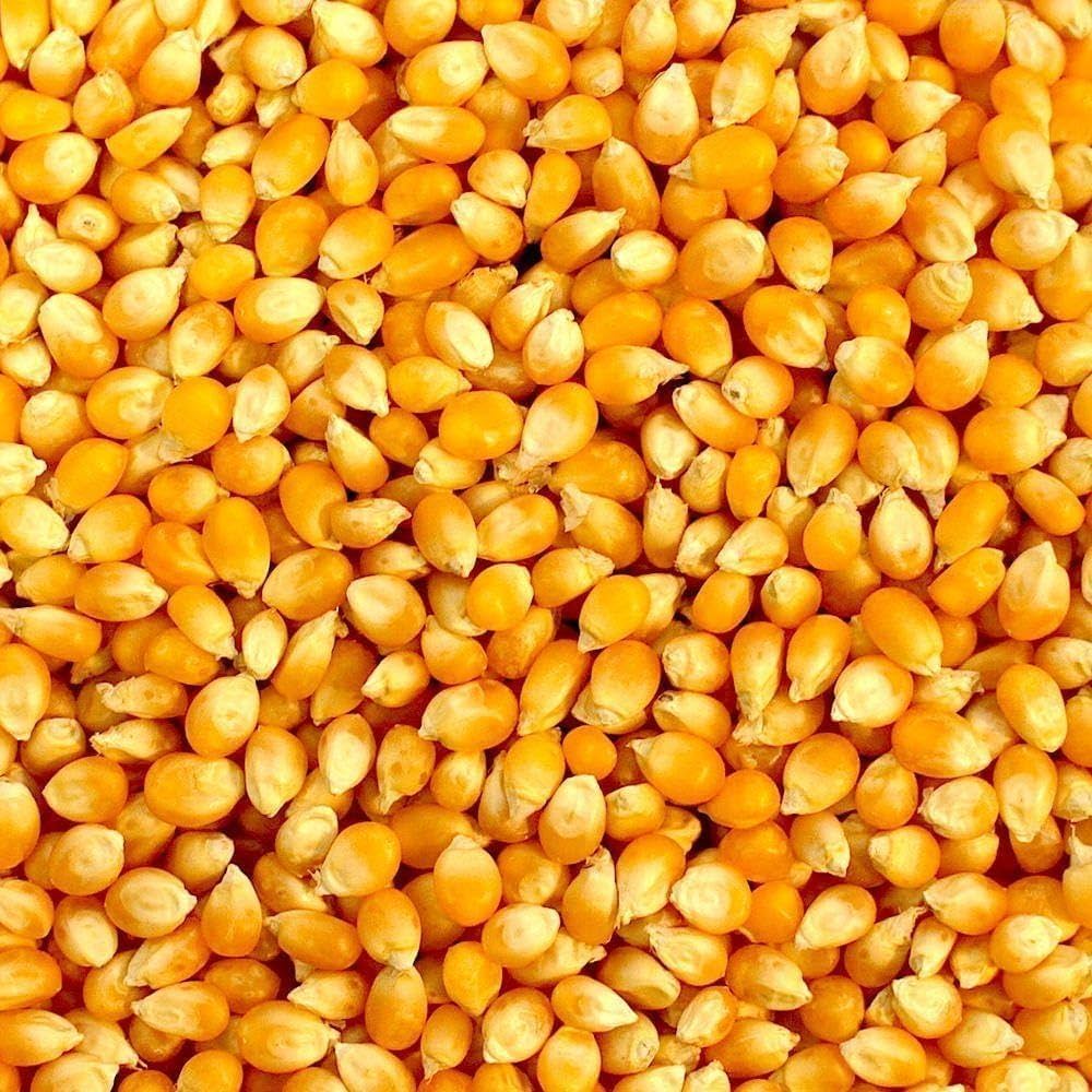 Yellow corn seed supplier
